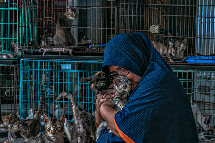 How To Protect Pets When Disaster Strikes