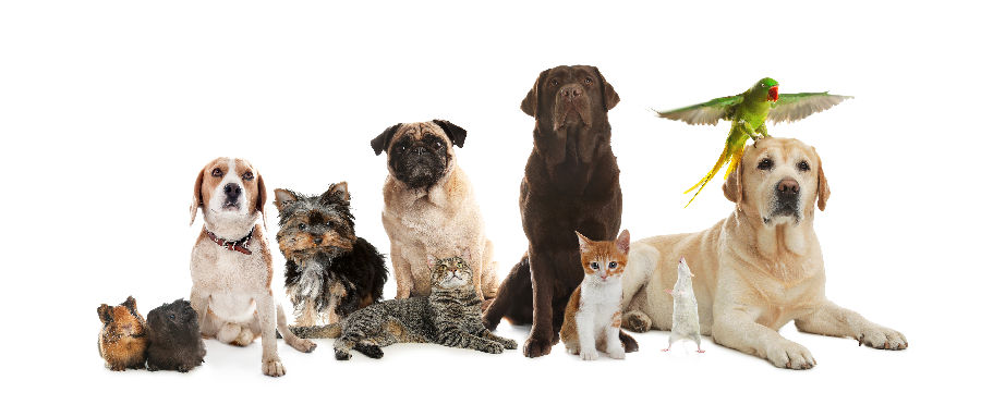 Long-Term Pet Survival Plans