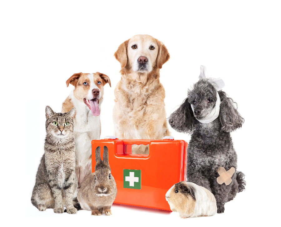 Pet First Aid And Medical Preparedness