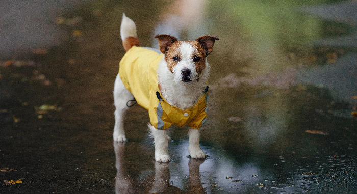 Pet Survival Situations To Prepare For