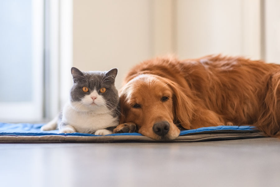 Shelter In Place With Your Pets