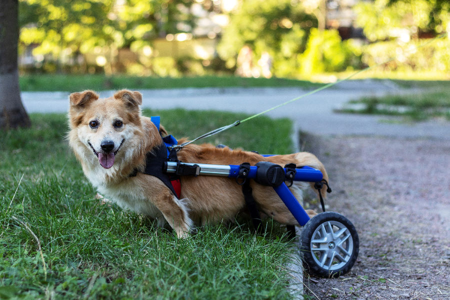 Special Needs Pet Survival Considerations